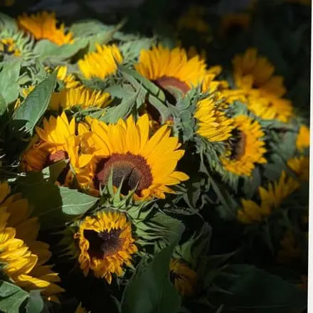 Zonnebloemen